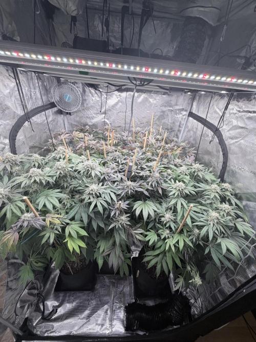 Humbud . Week 18