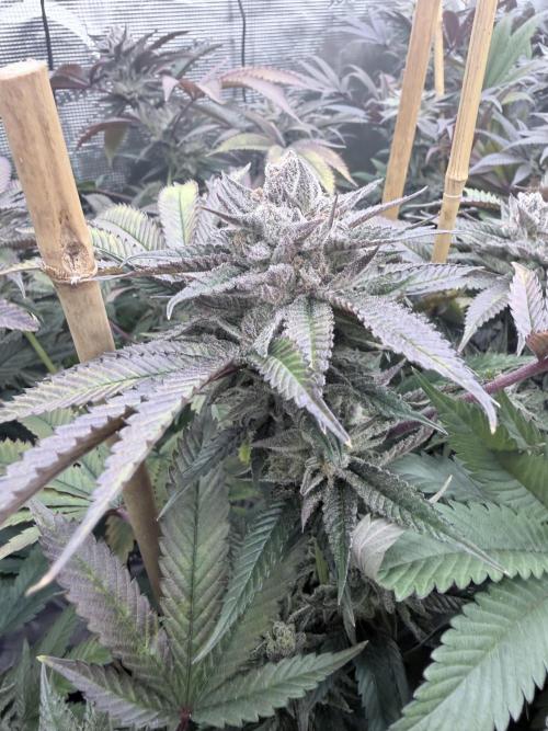 Humbud . Week 18