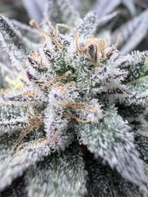 Humbud . Week 18