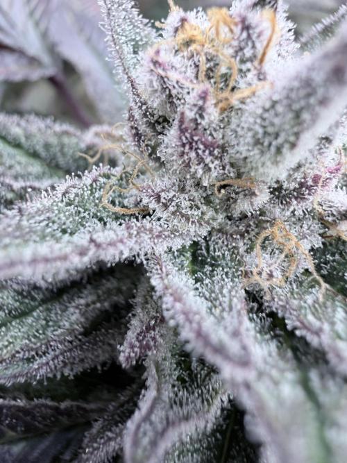 Humbud . Week 18