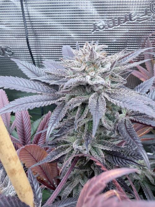 Humbud . Week 19