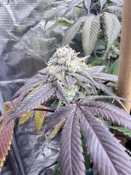 Humbud . Week 19