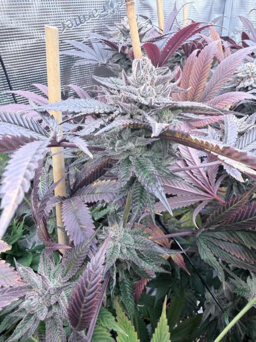 Humbud . Week 19