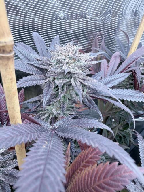 Humbud . Week 19