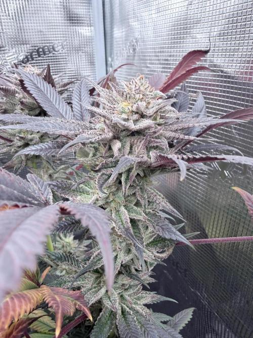 Humbud . Week 19