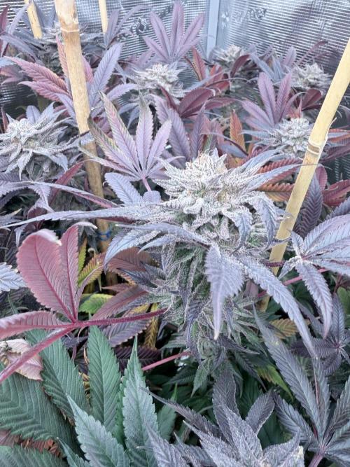 Humbud . Week 19