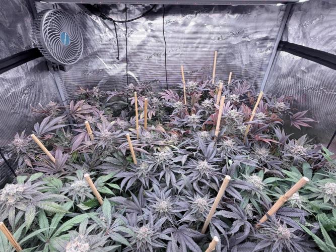Humbud . Week 19