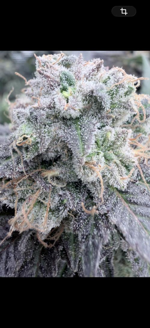 Humbud . Week 19