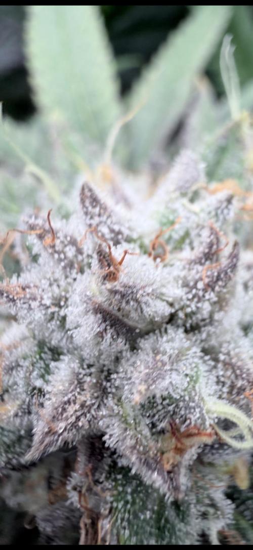 Humbud . Week 19