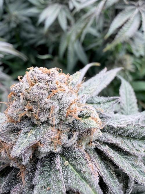 Humbud . Week 20