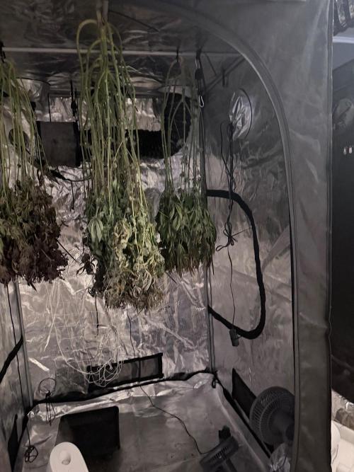 Humbud . Week 20