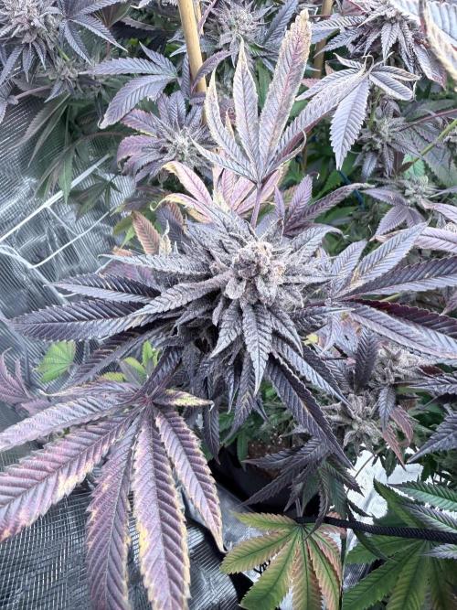 Humbud . Week 20
