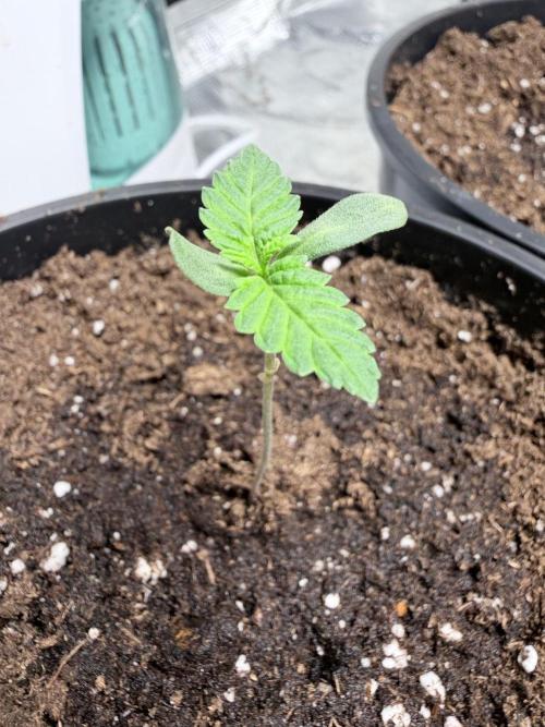 Persian Files. Week 0 - Day 3 after sprout