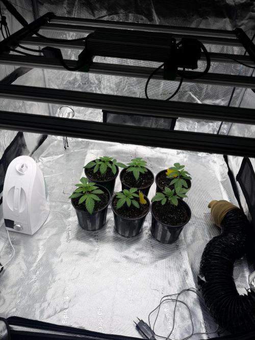 Persian Files. Week 1 - Day7