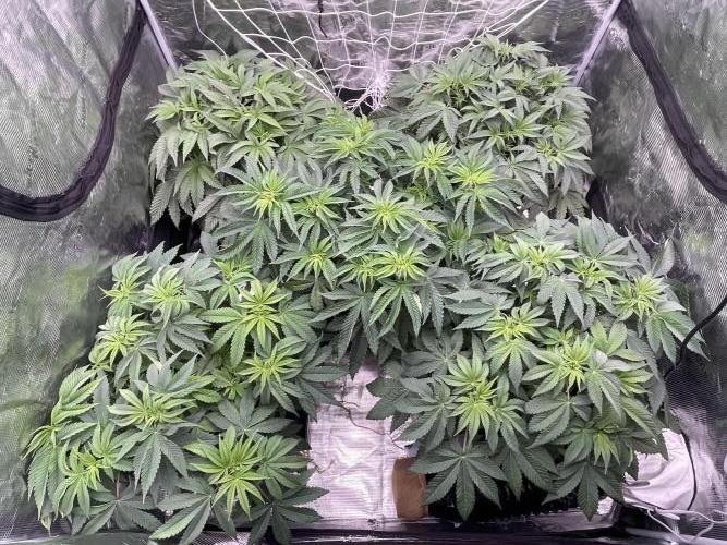 Humbud . Week 6 - Chillin with Persian sisters.