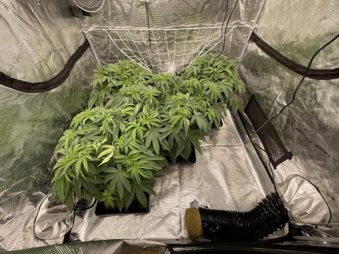 Humbud . Week 6 - Still recovering 