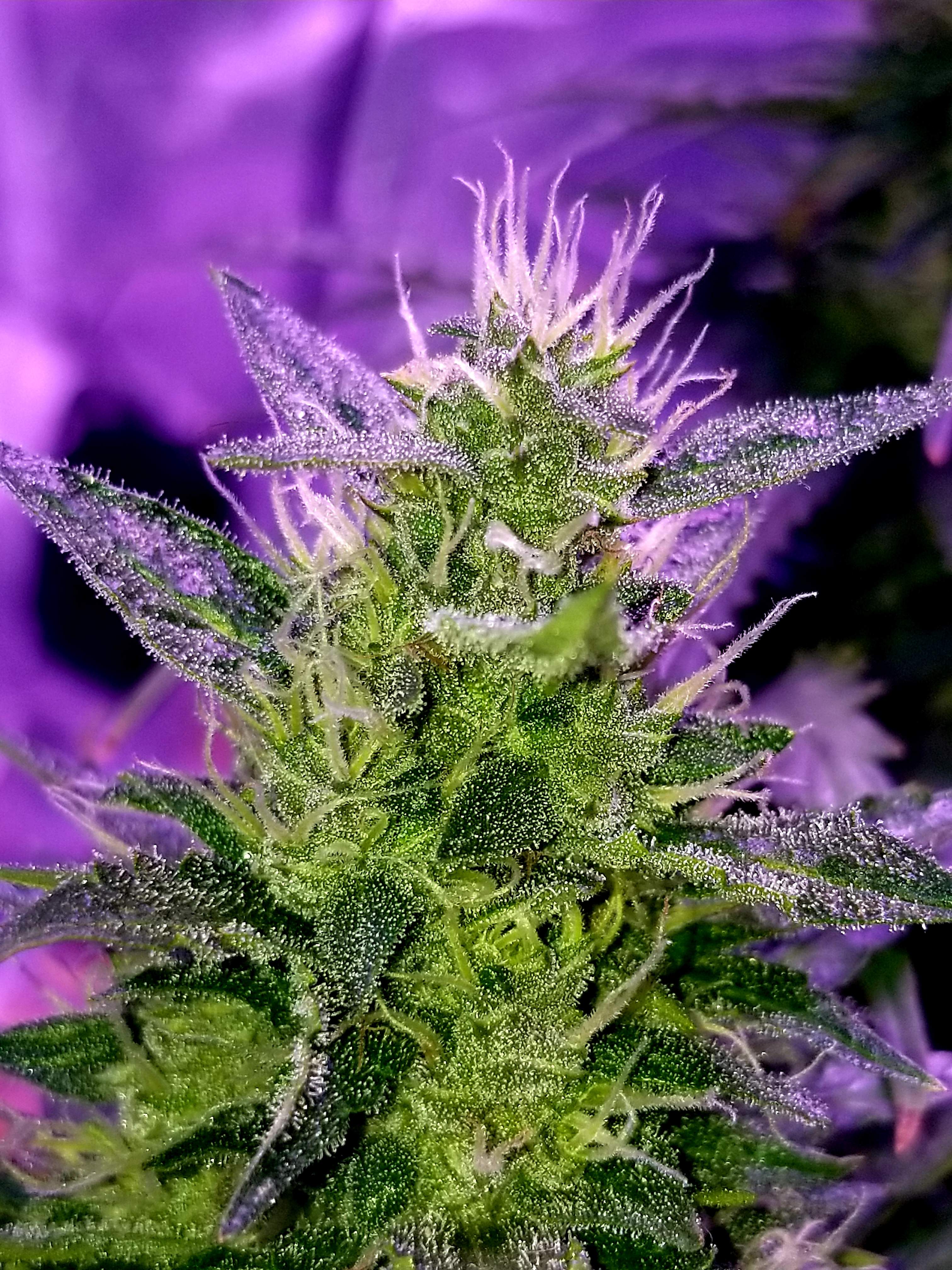 Growers Choice Seeds Tangerine Dream Auto grow diary (journal) week7 by