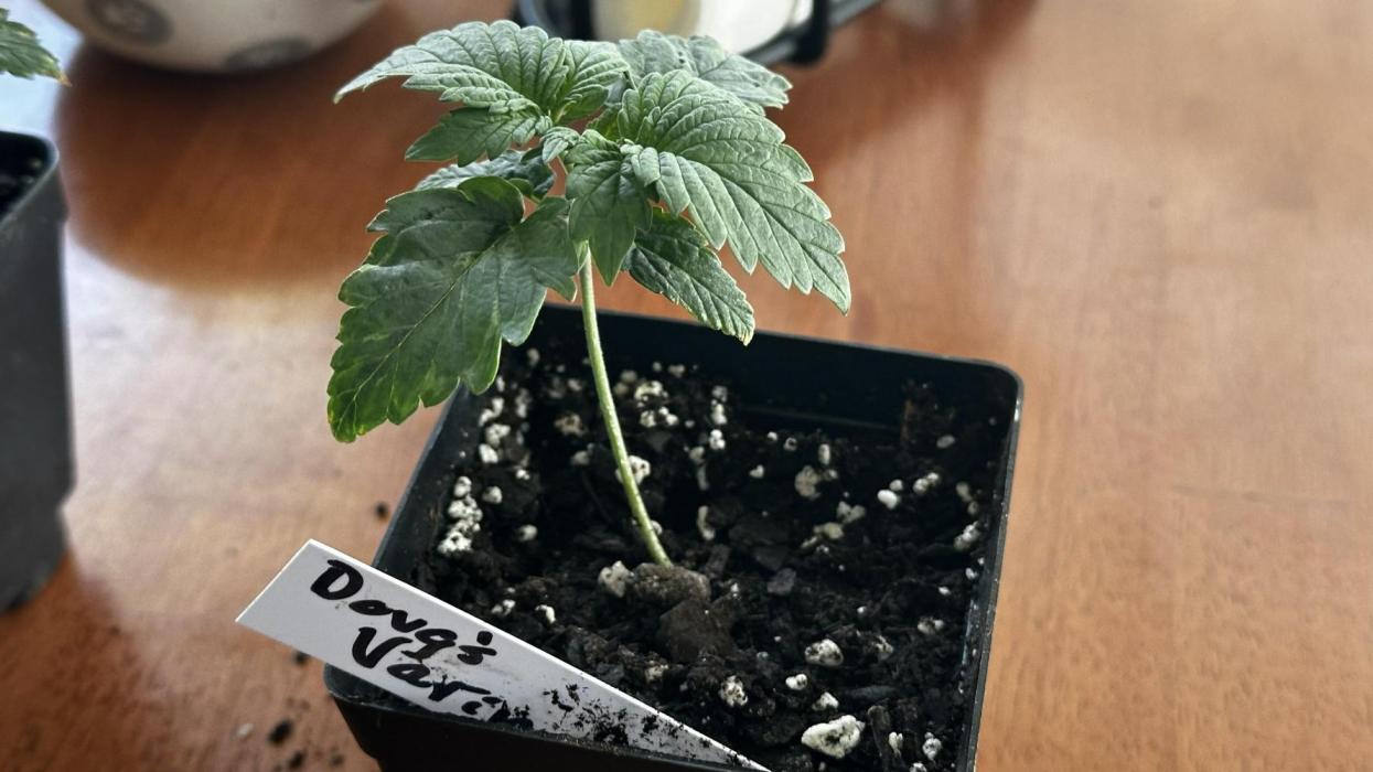 Doug's Varin - Small Tent Summer 2026. Week 0 - About one week on...