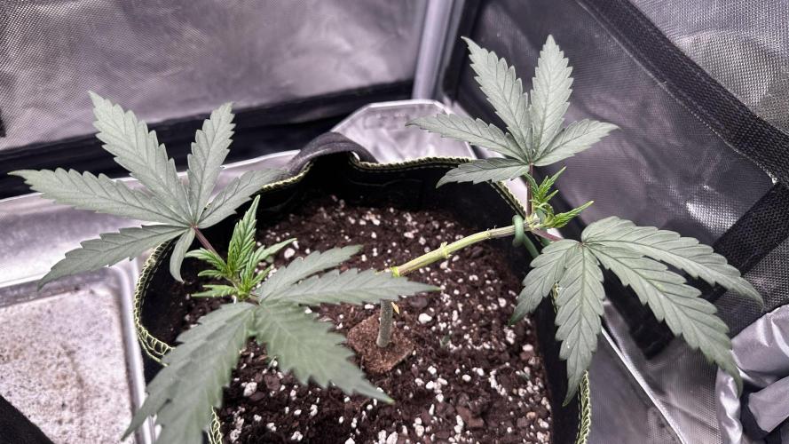 Doug's Varin - Small Tent Summer 2026. Week 7 - 04/19/26