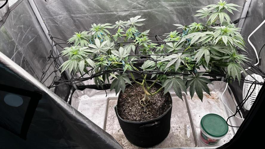 Doug's Varin - Small Tent Summer 2026. Week 7 - 06/05/26
