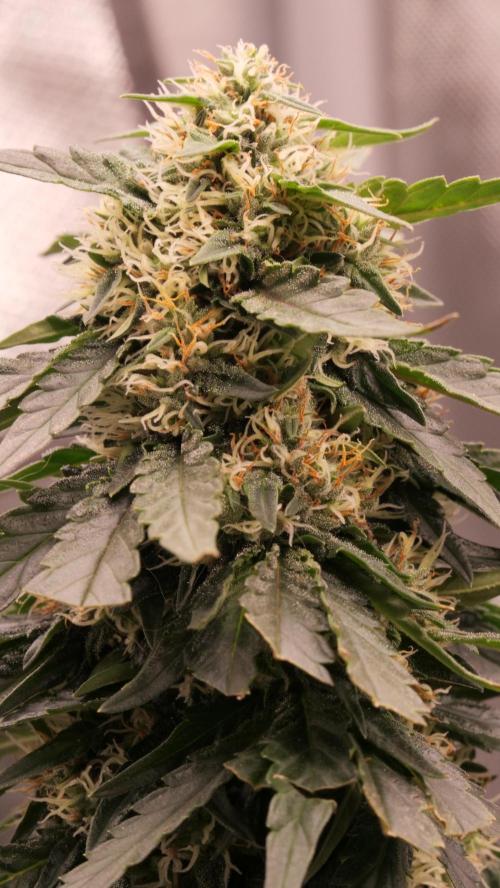 Doug's Varin - Small Tent Summer 2026. Week 16 - Week 6 Flower