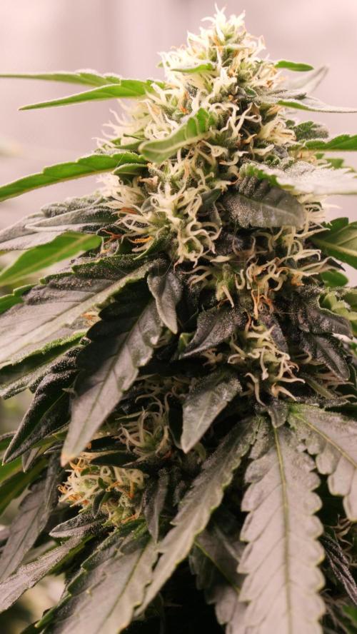 Doug's Varin - Small Tent Summer 2026. Week 16 - Week 6 Flower