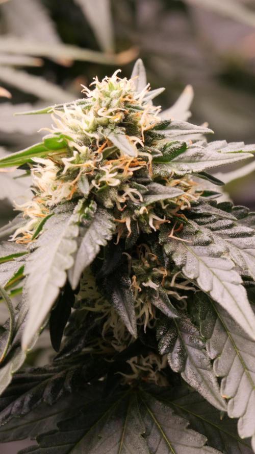 Doug's Varin - Small Tent Summer 2026. Week 16 - Week 6 Flower