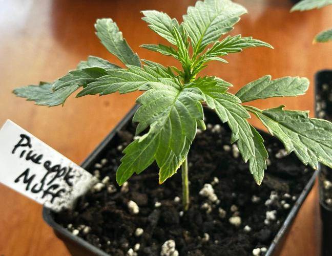 Pineapple Muffin Outdoor - Summer 2026. Week 0 - First week