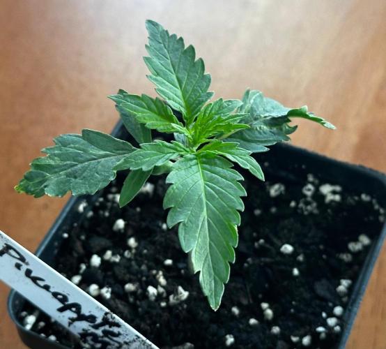 Pineapple Muffin Outdoor - Summer 2026. Week 0 - First Week