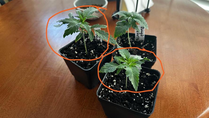 Pineapple Muffin Outdoor - Summer 2026. Week 0 - First Week