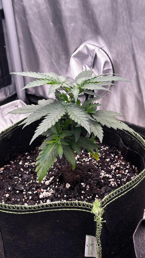 Pineapple Muffin Outdoor - Summer 2026. Week 2
