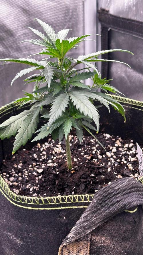 Pineapple Muffin Outdoor - Summer 2026. Week 2