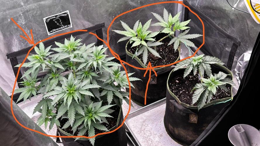 Pineapple Muffin Outdoor - Summer 2026. Week 4 - Weeks 3 & 4