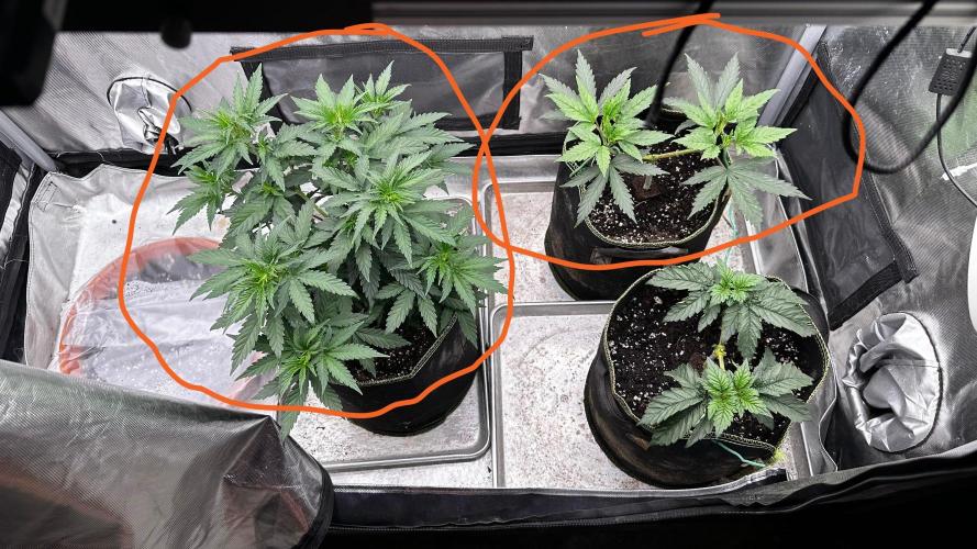 Pineapple Muffin Outdoor - Summer 2026. Week 4 - Weeks 3 & 4