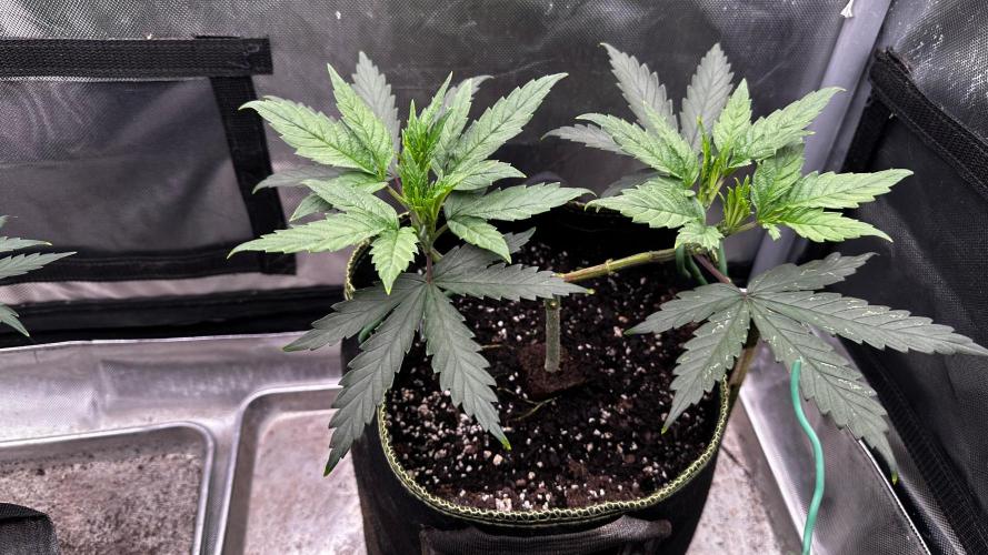 Pineapple Muffin Outdoor - Summer 2026. Week 4 - Weeks 3 & 4