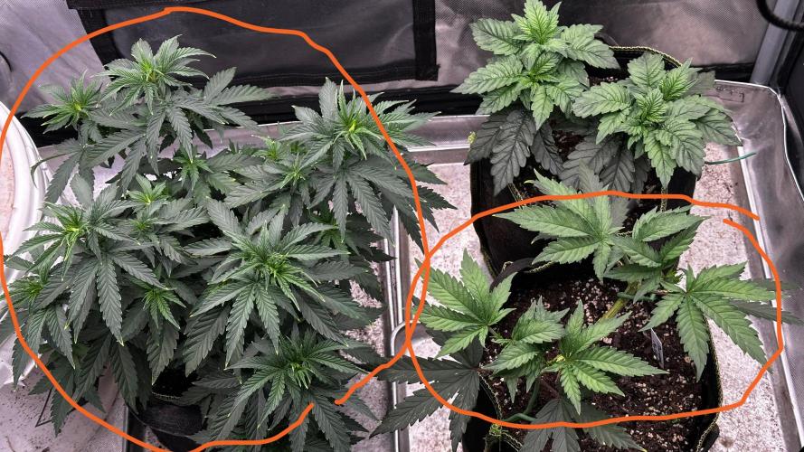 Pineapple Muffin Outdoor - Summer 2026. Week 4 - Weeks 3 & 4