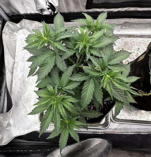 Pineapple Muffin Outdoor - Summer 2026. Week 4 - Weeks 3 & 4