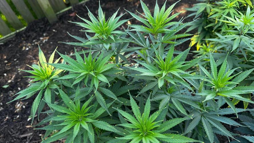Pineapple Muffin Outdoor - Summer 2026. Week 8 - Weeks 7 & 8