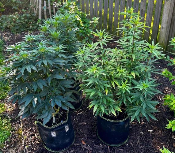 Pineapple Muffin Outdoor - Summer 2026. Week 8 - Weeks 7 & 8