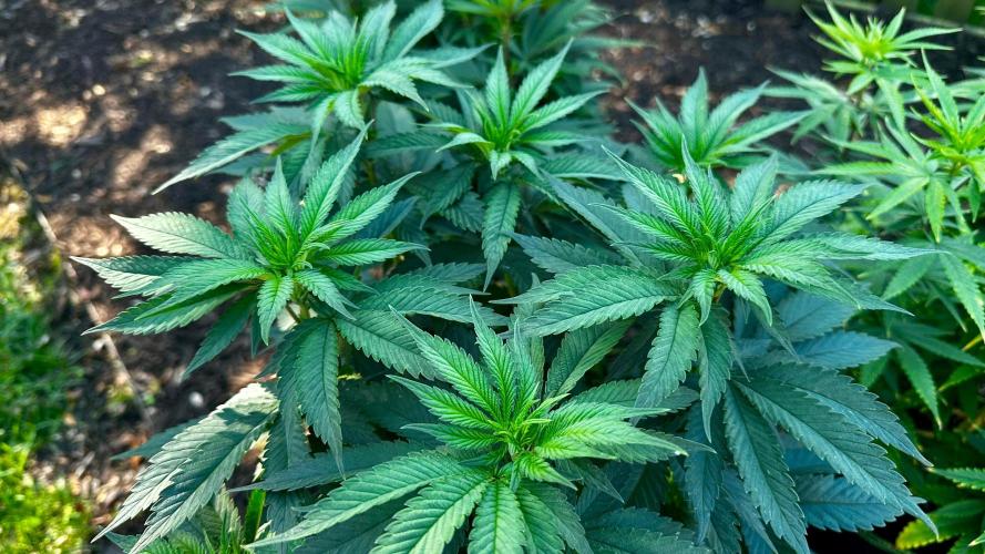 Pineapple Muffin Outdoor - Summer 2026. Week 8 - Weeks 7 & 8