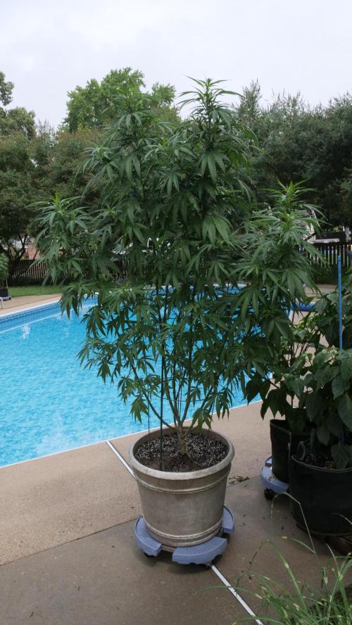 Pineapple Muffin Outdoor - Summer 2026. Week 14 - Proto-Flowers!!