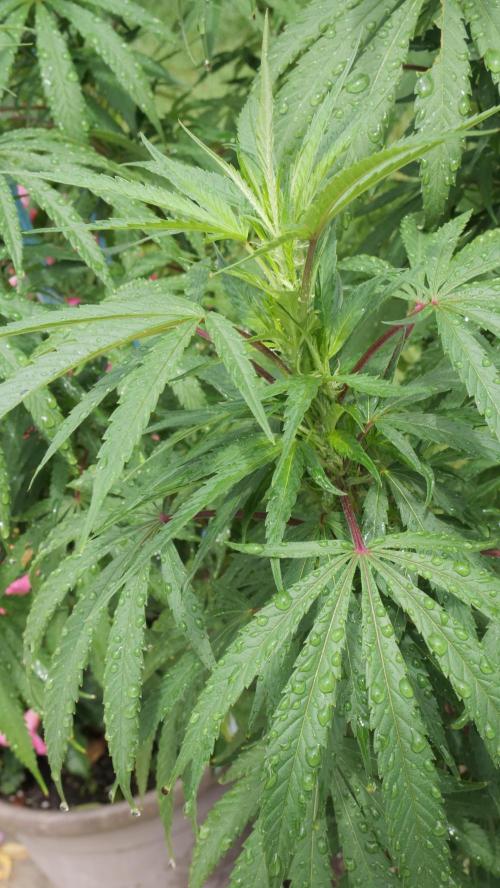 Pineapple Muffin Outdoor - Summer 2026. Week 14 - Proto-Flowers!!