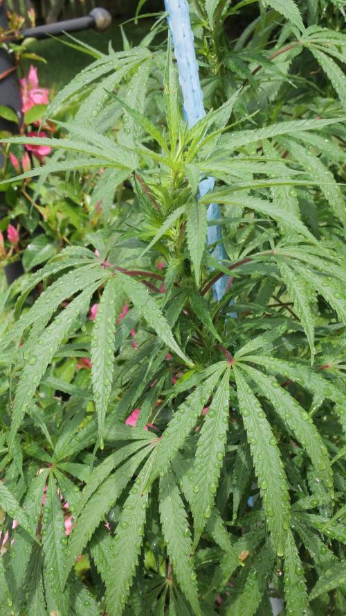 Pineapple Muffin Outdoor - Summer 2026. Week 14 - Proto-Flowers!!