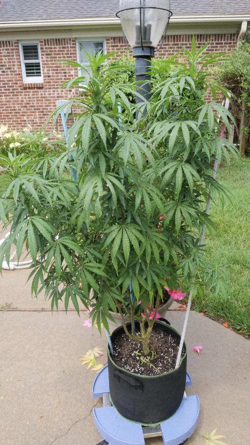 Pineapple Muffin Outdoor - Summer 2026. Week 14