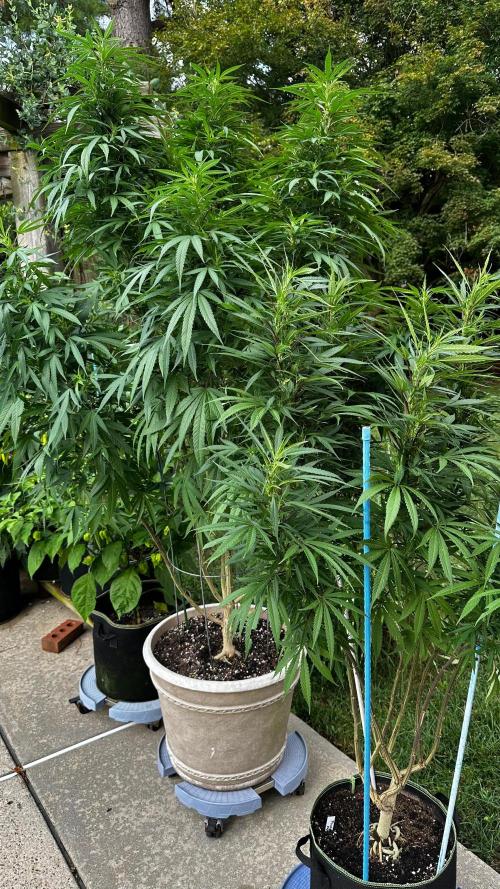 Pineapple Muffin Outdoor - Summer 2026. Week 16