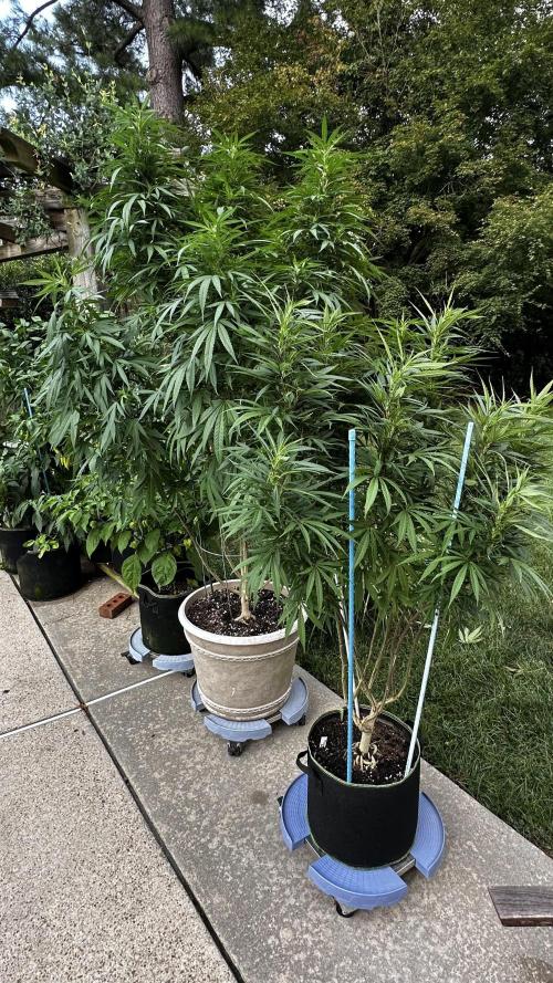 Pineapple Muffin Outdoor - Summer 2026. Week 16