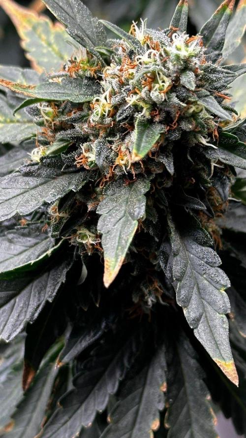 Doug's Varin - Small Tent Summer 2026. Week 19 - Week 9 Flower