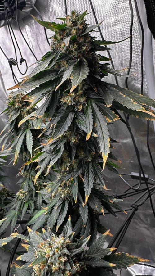 Doug's Varin - Small Tent Summer 2026. Week 19 - Week 9 Flower