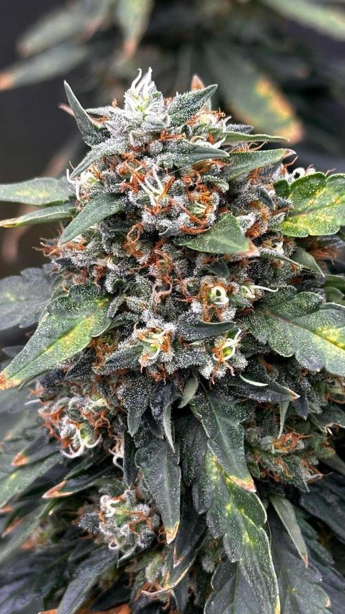 Doug's Varin - Small Tent Summer 2026. Week 19 - Week 9 Flower