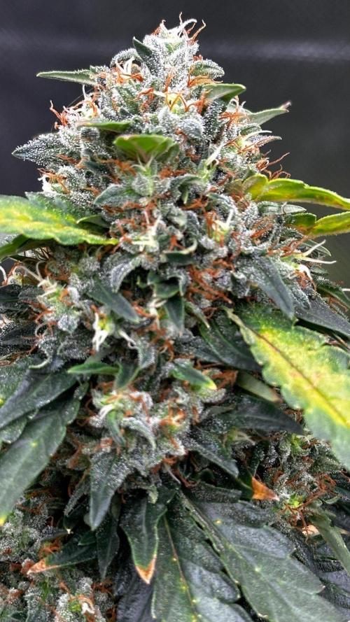 Doug's Varin - Small Tent Summer 2026. Week 19 - Week 9 Flower